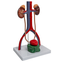 Anatomical Urogenital System Model for Lecture Report