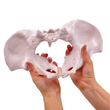 Movable Pelvis Model Female Pelvic Skeleton Model for Schools and Naturally large fema