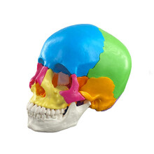 Disassembled Color Skull Model Human Anatomical Science Anatomy Model for Study