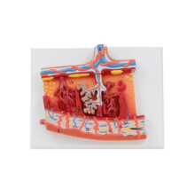 Human Placenta Anatomy Model, Human Organ Model Medical Teaching Aids