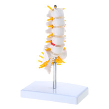 Flexible Spine Model Human Cervical Vertebrae Model Lumbar Vertebral Small five segmented