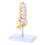 Flexible Spine Model Human Cervical Vertebrae Model Lumbar Vertebral Small five segmented 1
