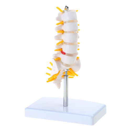 Flexible Spine Model Human Cervical Vertebrae Model Lumbar Vertebral Small five segmented
