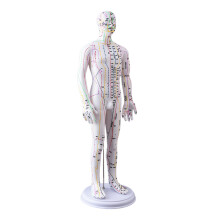 Human Acupuncture Model with Meridian Male Acupuncture Model with Chinese Points Style B