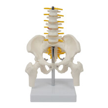Human Cervical Vertebrae Model Lumbar Vertebral Model Human Cervical Vertebra