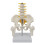 Human Cervical Vertebrae Model Lumbar Vertebral Model Human Cervical Vertebra 1