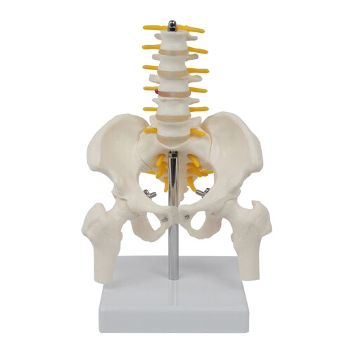 Human Cervical Vertebrae Model Lumbar Vertebral Model Human Cervical Vertebra