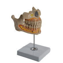 Human Tooth Gingiva Anatomy Model for Scientific Research, Clinic Settings