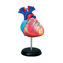 Human Organ Anatomical Model 2 Part Detachable Anatomy Heart Model Learning Tool