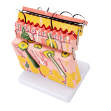 Skin Model with Hair 70X Skin Anatomical Model for Science Classroom Learning