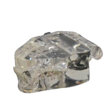 Cats Teeth Anatomical Model Clear Cats Teeth Model Animal Teeth Anatomy Models