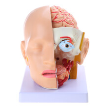 Brain Anatomical Model Human Cerebral Artery Anatomical Model for Medical