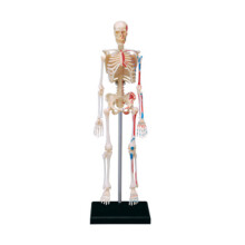 Small Skeleton Anatomy Model for Medical Training & Classroom Education