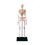 Small Skeleton Anatomy Model  for Medical Training & Classroom Education 1