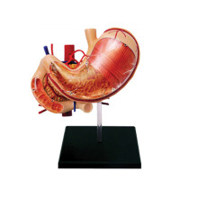 Human Stomach &Pancreas Anatomy Model Removable Human Organs Model Teaching Tool
