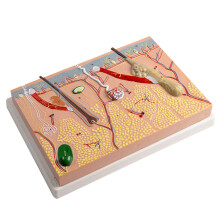 Human Skin Anatomy Model Human Skin Structure Anatomical Model for Science Study