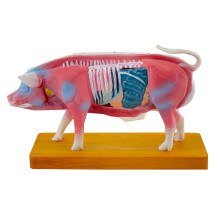 Pig Anatomy Model for Acupuncture and Moxibustion Teaching Prop, Animal Anatomy
