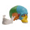 Detachable Science Anatomy 4D Skull Model Study Display Medicals Teaching Tool 1