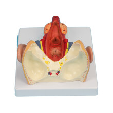Anatomical Pharyngeal Wall Muscle Model for Disease Study Medical Lecture,