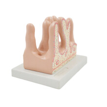 Anatomical Large Intestine Villus Model, Digestive System Model for Hospital
