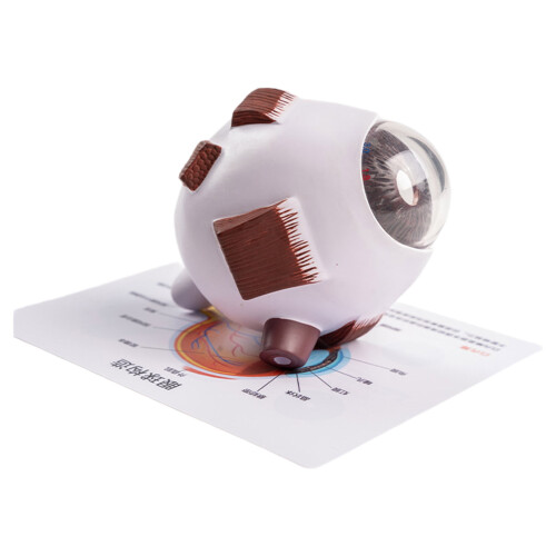 Human Eye Model Enlarged with Removable Stand, Science Anatomical Eyeball Model