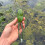 (青蛙假饵工具) Amazon Neuheit Premium Topwater Frog Imitation Simulierter Froschköder Imitationsköder 1