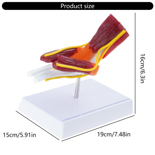 Right Elbow Anatomy Model for Classroom Demonstration 2