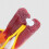 Right Elbow Anatomy Model for Classroom Demonstration 7