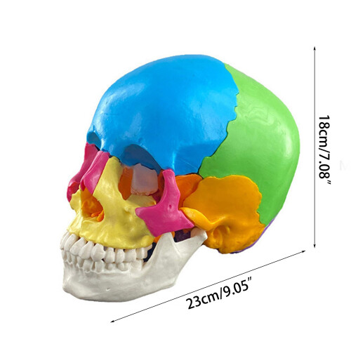 Disassembled Color Skull Model Human Anatomical Science Anatomy Model for Study 2