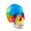 Disassembled Color Skull Model Human Anatomical Science Anatomy Model for Study 7