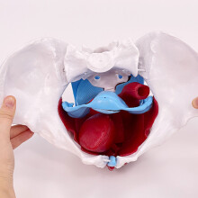 Movable Pelvis Model Female Pelvic Skeleton Model for Schools and Female pelvis with f
