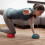 Hedgehog-Shaped Balance Balls Pair 320g 8cm for Stability & Coordination Training 2