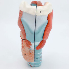 Human Throat Anatomy Model 2x Enlarged Throat Anatomy Model Teaching Prop