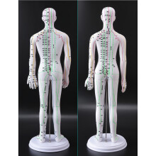 20.47Inch Male Acupuncture Model with Meridian Points Female Acupuncture Model Style A