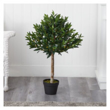 34Crann Saorga Topiary Olive atá Frithsheasmhach in aghaidh UV (Faoi Dhíon/Lasmuigh). $99