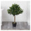 34Olive Topiary Artificial Tree UV Resistant (Indoor/Outdoor). $99 1