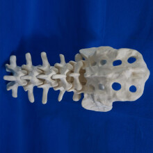 Human Lumbar Vertebrae Anatomical Model with Sacrum for Teaching Demonstration