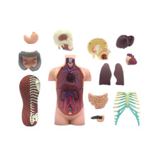 Human Body Model Anatomy Model Teaching Tool for Medical Education Display