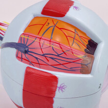 6X Eyeball Anatomy Model Shows Triple layer membrane of eyeball Enlarged model of ey