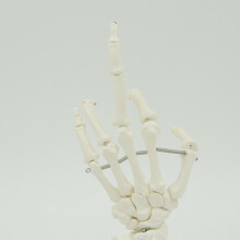 Human Hand Skeleton Model Hand Bone with Base for Anatomy Study Medical Lectures