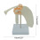 Human Body Shoulder Ligament Model for Classroom Study Display Medical Teaching 1