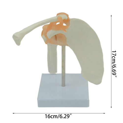 Human Body Shoulder Ligament Model for Classroom Study Display Medical Teaching