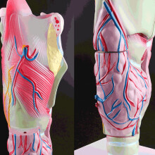Human Larynx Model Nasopharynx Laryngopharyngeal Teaching Aid Anatomical Model