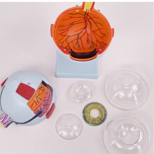 Human Eye Anatomy Model Shows Lens, Vitreous body of eyeball 6x eyeball with logo
