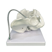 Female Pelvis Structure Model with Fetal Skull Pelvis Lettuce Model for Schools
