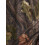 JACK PYKE Jack Pyke Quick Wick Armour Long Sleeve Top English Oak Evolution XL 15