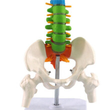 3Stück 45 cm mit Becken Menschliche Anatomie Wirbel Säule Medizinische Wirbel Säule Modell Lehr Mittel für Medizin Studenten