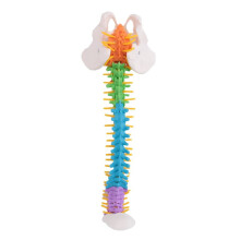 45Cm with Pelvic Human Anatomical Anatomy Spine Spinal Column Model Teaching Resources for Students