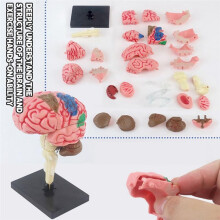 New 4D Human Brain Model Kids Scientific Medical Teaching Anatomical Model Lab Display Model DIY Assembling Model