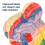 Human Brain Model for Neuroscience, Brain Anatomy Model, Brain Model with Study Guide, Brain Functional Partitioning 5